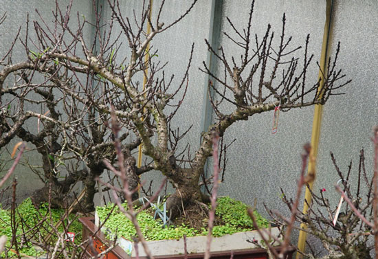 Rét căm căm, đào thất thốn tiến vua được vào phòng điều hòa